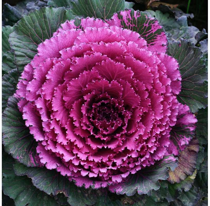 Col Brassica  Viveros González Natural decor Centre Marbella
