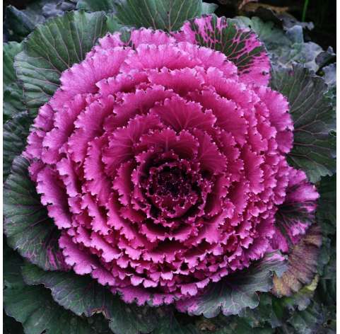Col Brassica  Viveros González Natural decor Centre Marbella