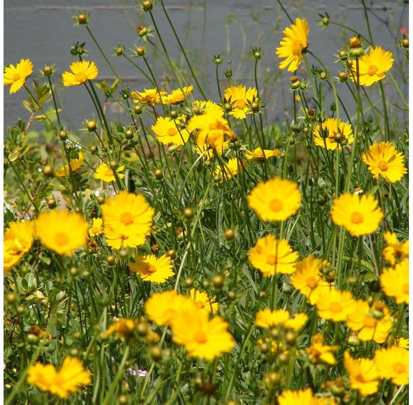 Coreopsis o Semiramís Natural Decor Centre Marbella Viveros González