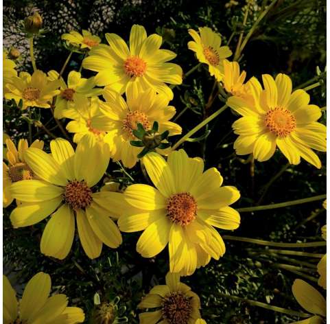 Coreopsis o Semiramís Natural Decor Centre Marbella Viveros González