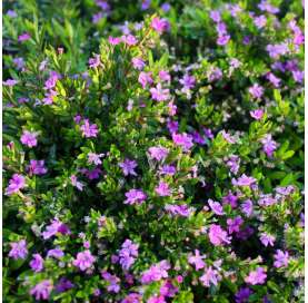 Cuphea hyssopifolia . Morado Viveros González Natural Decor Centre Marbella