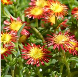 Delosperma Cooperi. Natural Decor Centre Marbella Viveros González