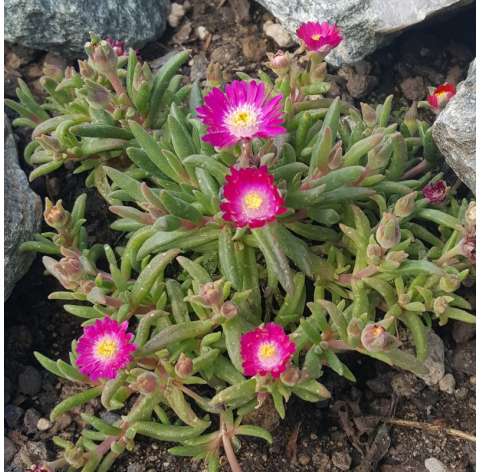 Delosperma Cooperi. Natural Decor Centre Marbella Viveros González