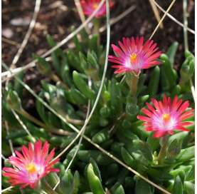 Delosperma Cooperi. Natural Decor Centre Marbella Viveros González