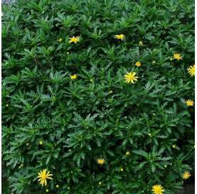 Euryops Chrysanthemoides. Margarita Amarilla Natural Decor Centre Marbella Viveros González