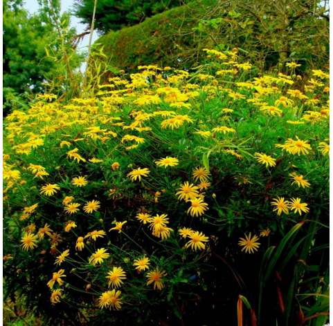 Euryops Chrysanthemoides. Margarita Amarilla Natural Decor Centre Marbella Viveros González