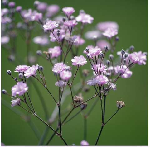 Gypsophila muralis.  Viveros González Natural decor Centre Marbella