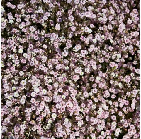 Gypsophila muralis.  Viveros González Natural decor Centre Marbella