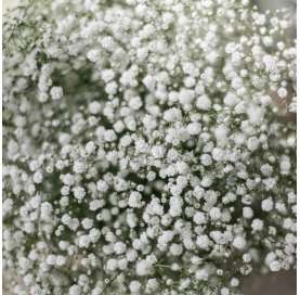 Gypsophila muralis.  Viveros González Natural decor Centre Marbella