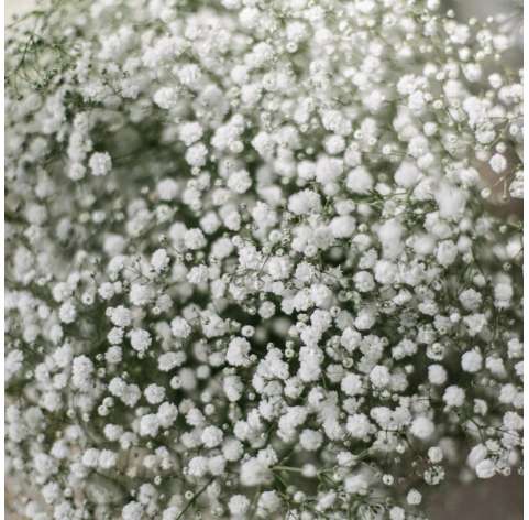 Gypsophila muralis.  Viveros González Natural decor Centre Marbella