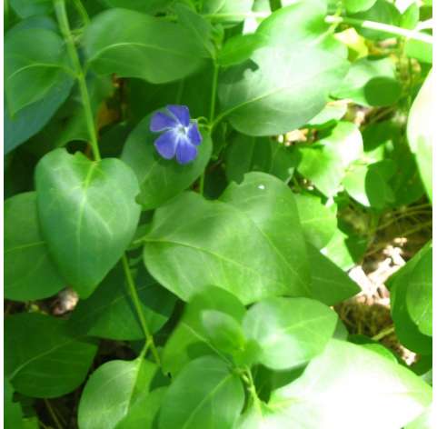 Vinca major Natural Decor Centre Marbella Viveros González