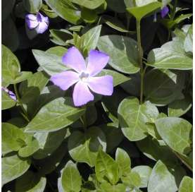 Vinca major Natural Decor Centre Marbella Viveros González