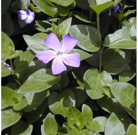 Vinca major Natural Decor Centre Marbella Viveros González