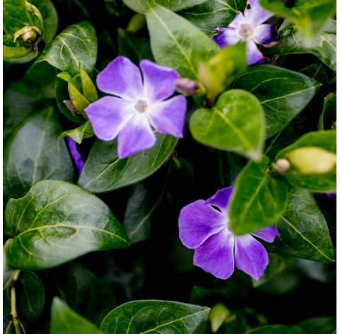 Vinca major Natural Decor Centre Marbella Viveros González