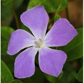 Vinca major Natural Decor Centre Marbella Viveros González