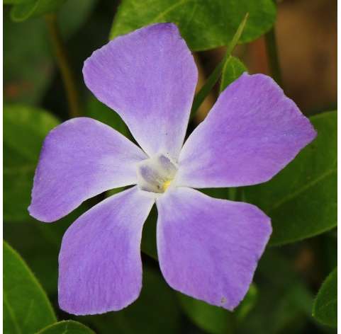 Vinca major Natural Decor Centre Marbella Viveros González