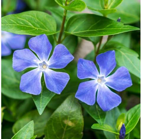 Vinca major Natural Decor Centre Marbella Viveros González