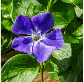 Vinca major Natural Decor Centre Marbella Viveros González