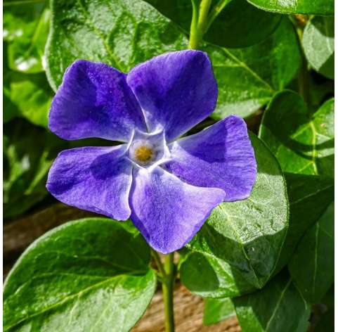Vinca major Natural Decor Centre Marbella Viveros González