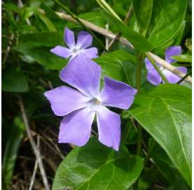 Vinca major Natural Decor Centre Marbella Viveros González