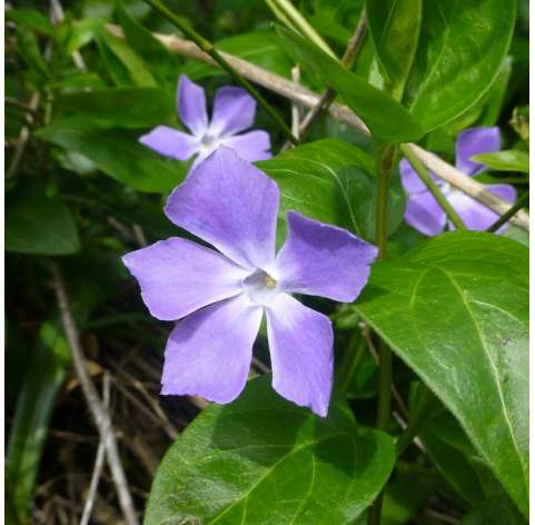 Vinca major Natural Decor Centre Marbella Viveros González