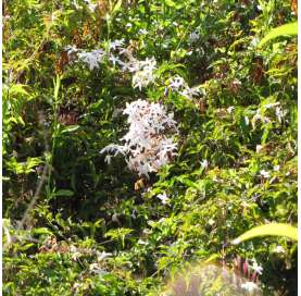 Jasminum polyanthum o Jazmín de invierno. Viveros González Natural decor Centre