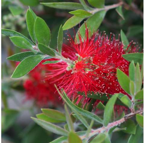 Callistemon laevis Viveros González Natural Decor Centre Marbella