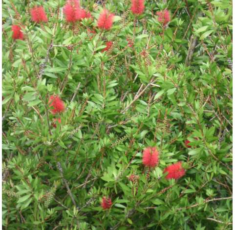 Callistemon laevis Viveros González Natural Decor Centre Marbella