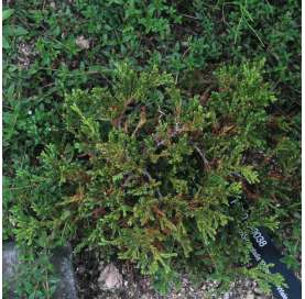 Juniperus horizontalis "princes of wales" Natural Decor Centre Marbella Viveros González