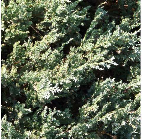 Juniperus horizontalis "princes of wales" Natural Decor Centre Marbella Viveros González