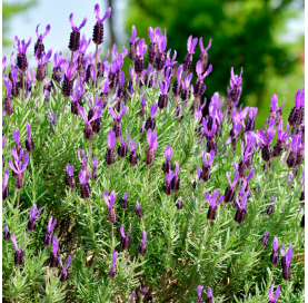 French green lavender
