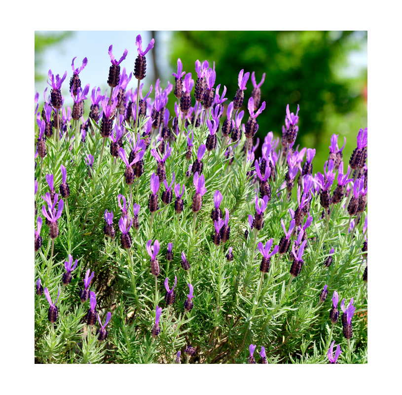 Lavanda dentata verde C17.  Lavanda francesa.  Viveros González Natural decor Centre Marbella