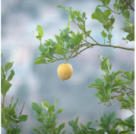 Citrus x lemon tree.