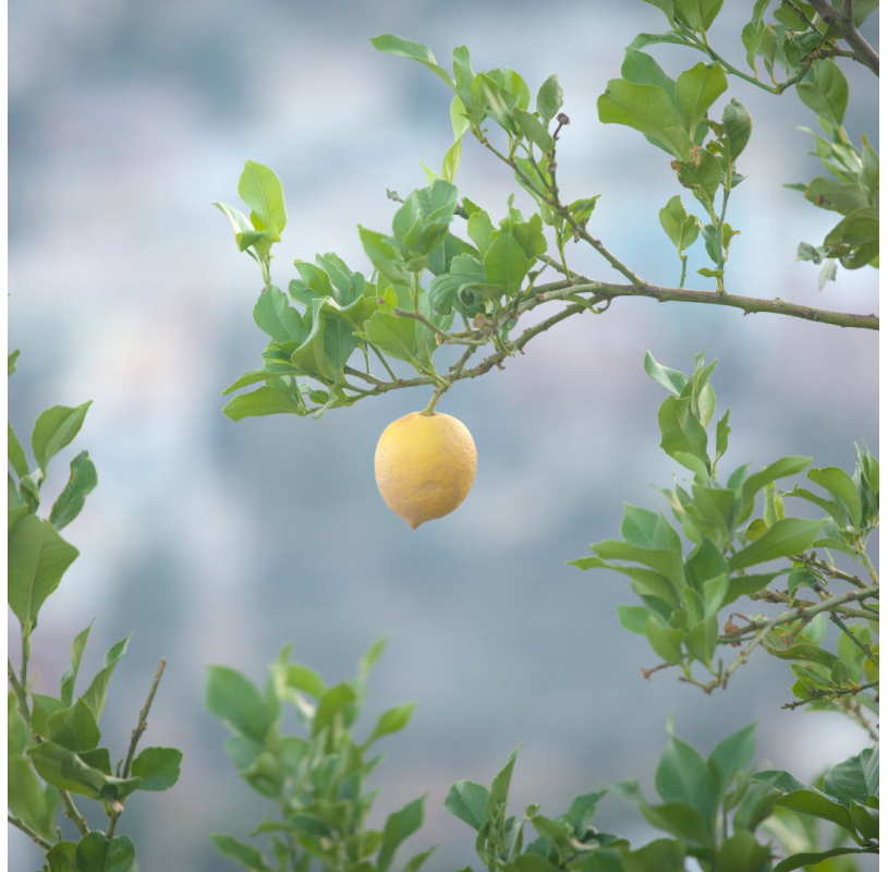 Citrus x lemon tree.