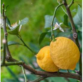 Citrus x limon. Limonero. C25 Viveros González Natural Decor Centre Marbella