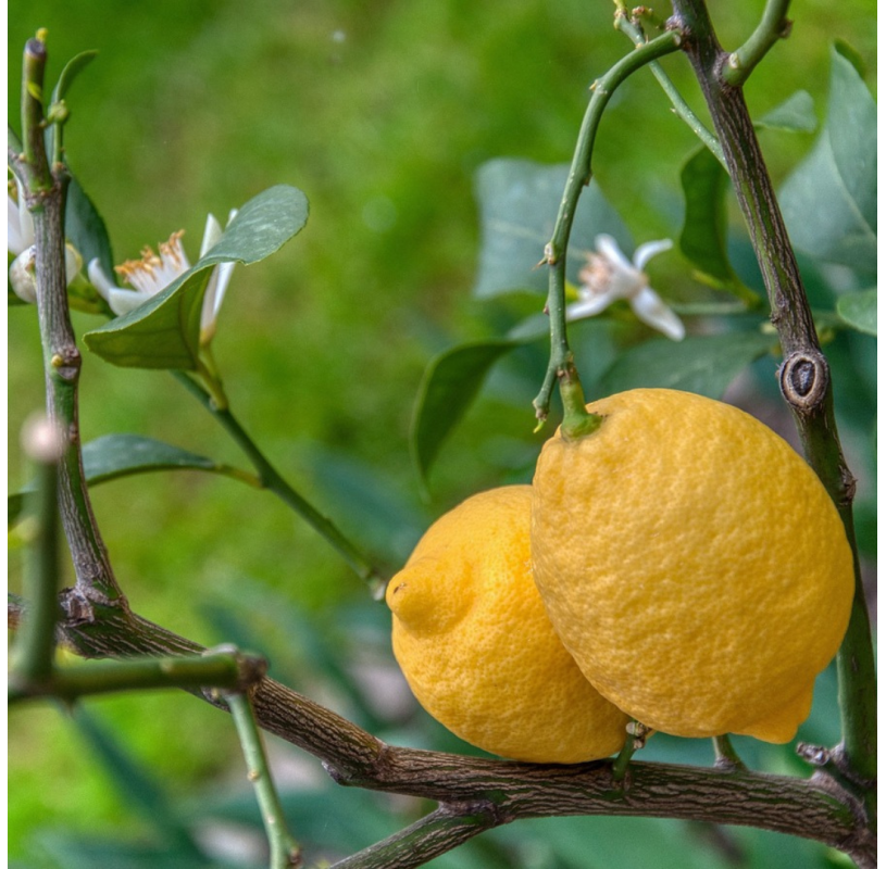 Citrus x lemon tree.
