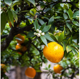 Orange tree - citrus x...
