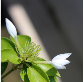 Trachelospermum jasminoides. Jazmin estrella. Viveros González. Natural Garden Center Marbella