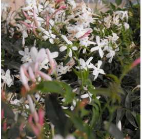 Jasminum polyanthum o Jazmín de invierno. Viveros González. Natural Garden Center Marbella