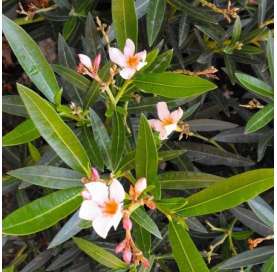 Adelfa Enana - Nerium Oleander Nana. Viveros González. Natural Garden center Marbella