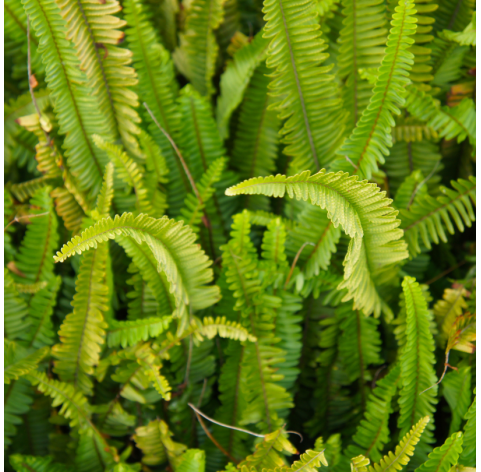 Nephrolepis exaltata - Helecho espada.  Viveros González Natural Decor Centre