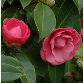 Camellia japonica. Viveros Gonzalez. Marbella. Natural decor centre. Garden centre.