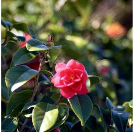 Camellia japonica. Viveros Gonzalez. Marbella. Natural decor centre. Garden centre.