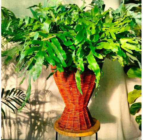 Indoor plants. Phlebodium. Las Tres Hojas Verdes. Decoration with plants. Gonzalez Nurseries. Marbella. Garden centre.