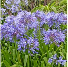 Agapanthus africanus Natural Decor Centre Marbella Viveros González