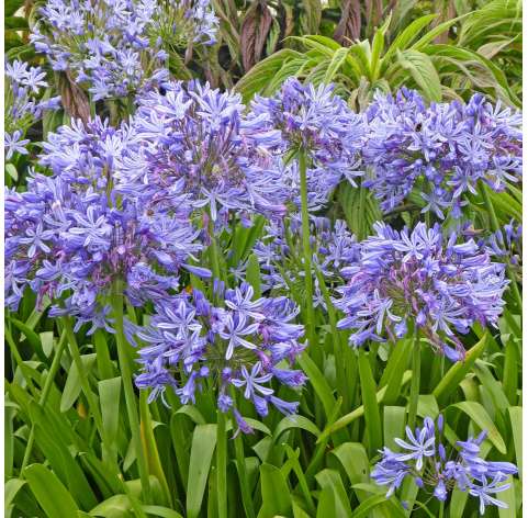 Agapanthus africanus Natural Decor Centre Marbella Viveros González