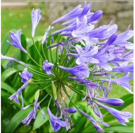 Agapanthus africanus Natural Decor Centre Marbella Viveros González