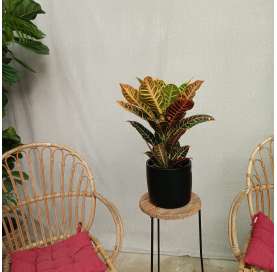 Indoor plants. Croton.  Las Tres Hojas Verdes. Decoration with plants. Viveros Gonzalez. Marbella. Garden Centre.