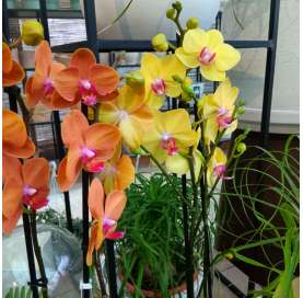 Indoor plants. Orchid. Las Tres Hojas Verdes. Decoration with plants. Viveros Gonzalez. Marbella. Garden Centre.