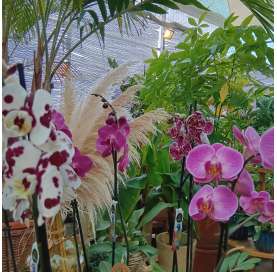 Indoor plants. Orchid. Las Tres Hojas Verdes. Decoration with plants. Viveros Gonzalez. Marbella. Garden Centre.